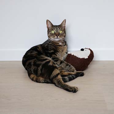 Cat kicking cushion spike beige - Sceneshot