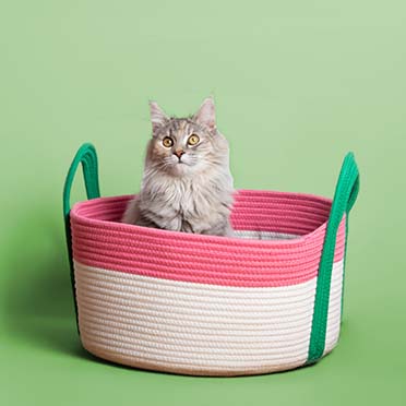 Kattenmand BINGE Roze/groen - Sceneshot 2