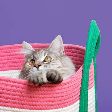 Kattenmand BINGE Roze/groen - Sceneshot 3