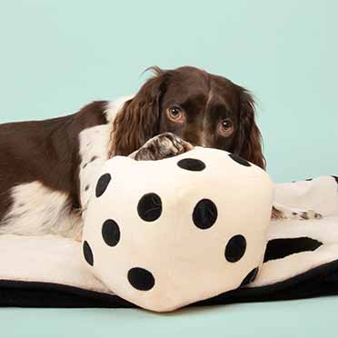 Dog toy ROLL THE DICE white/black - Sceneshot