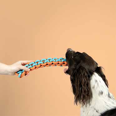 Hundespielzeug twisting tugger blau/orange - Sceneshot 2