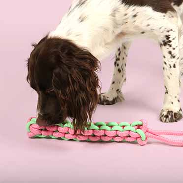 Jouet pour chien twisting tugger vert/rose - Sceneshot