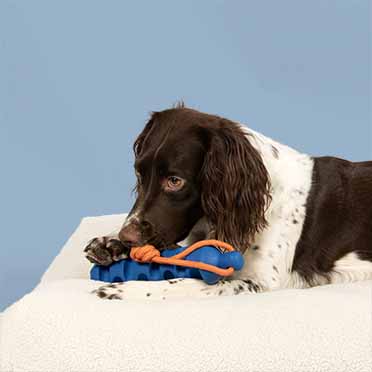 Hundespielzeug groovy grip blau/orange - Sceneshot