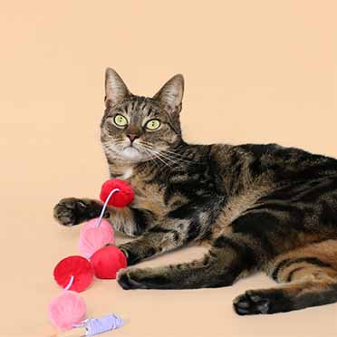 Kattenhengel JOLLY JUMPER rood/roze - Sceneshot