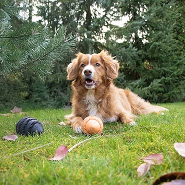 Snackspeeltje Nibble me Rugby Zwart - Sceneshot 2