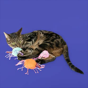 Kattenspeeltje ROLLY ROSS Gemengde kleuren - Sceneshot