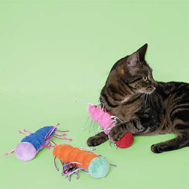 Jouet pour chat RAZZLE RUBY Couleurs mélangées - Sceneshot