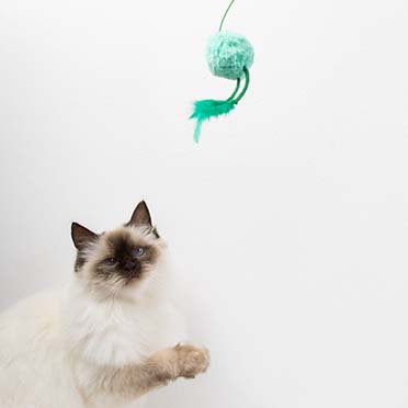 Jouet pour chat JUMPING JUMPY Couleurs mélangées - Sceneshot