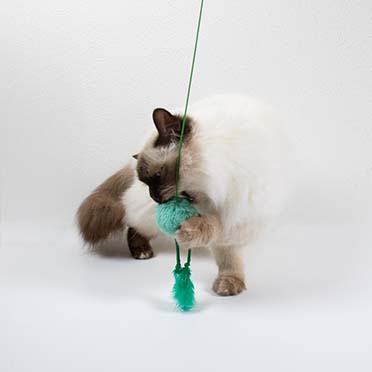 Jouet pour chat JUMPING JUMPY Couleurs mélangées - Sceneshot 2