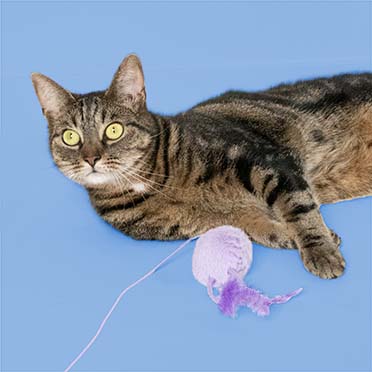Jouet pour chat JUMPING JUMPY Couleurs mélangées - Sceneshot 3