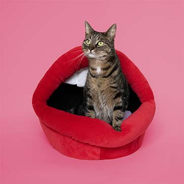Kattenhuisje Meow Mouth Rood - Sceneshot