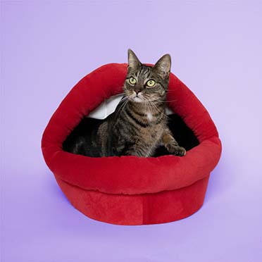 Kattenhuisje Meow Mouth Rood - Sceneshot 2