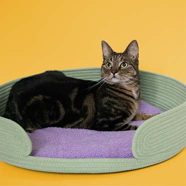 Kattenmandje LAZY LOUNGE Groen/lilac - Sceneshot