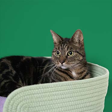 Kattenmandje LAZY LOUNGE Groen/lilac - Sceneshot 3
