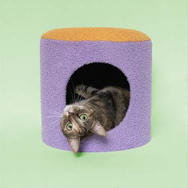 Kattenhuisje HAPPY HOUSE Geel/paars - Sceneshot