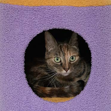 Kattenhuisje HAPPY HOUSE Geel/paars - Sceneshot 2