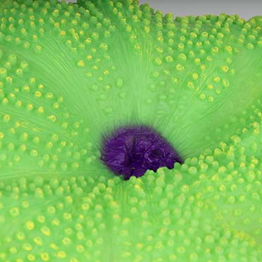 Kunstplant anemoon tapijt Groen - Detail 3