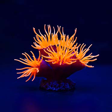 Kunstplant euphyllia Oranje - Detail 1