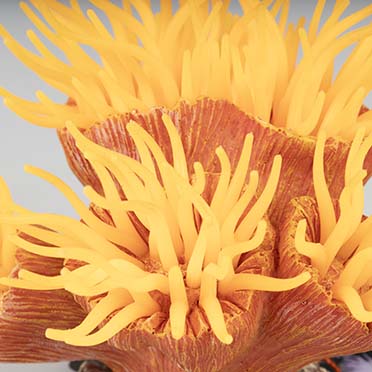 Kunstplant euphyllia Oranje - Detail 3