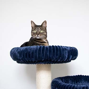 Scratching post Cordoba Dark blue - Detail 1