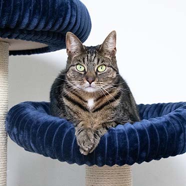Scratching post Cordoba Dark blue - Detail 2