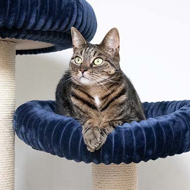 Scratching post Cordoba Dark blue - Detail 3