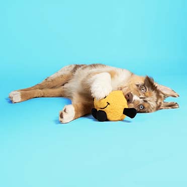 Hundespielzeug Bouncy Buddy gelb Gelb - Sceneshot 2