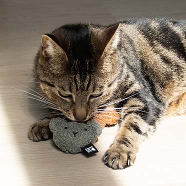 Kattenspeeltje HAZEL Gemengde kleuren - Sceneshot