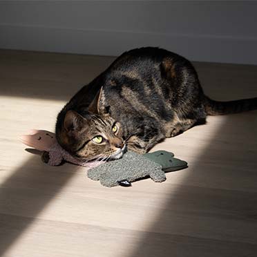 Jouet pour chat ALFIE Rose - Sceneshot