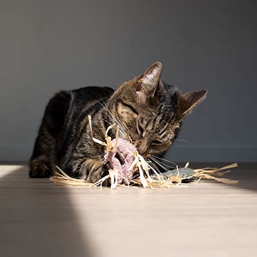 Jouet pour chat MILLY Vert - Sceneshot