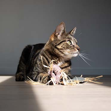 Kattenspeeltje MILLY Roze - Sceneshot 2