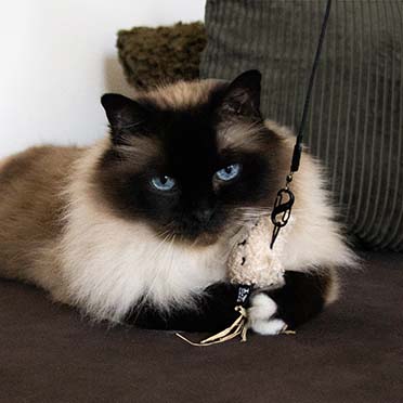 Kattenspeeltje INDY Gemengde kleuren - Sceneshot