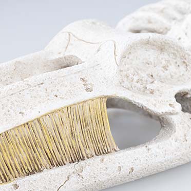 Walvisskelet Beige - Detail 1