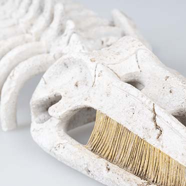 Walvisskelet Beige - Detail 3