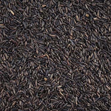 Niger seed extra - Product shot