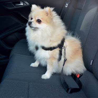 Veiligheidsharnas hond auto - Sceneshot