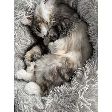 Long fur pet bed light grey - Sceneshot 3