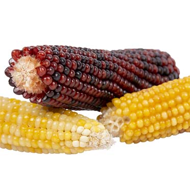 Corn cob mix - Foodshot