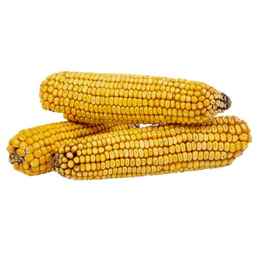 Corn cob trio - Foodshot