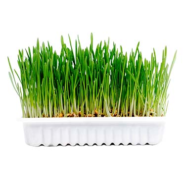 Cat grass kit - Foodshot