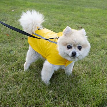 Dog raincoat reflective yellow - Sceneshot