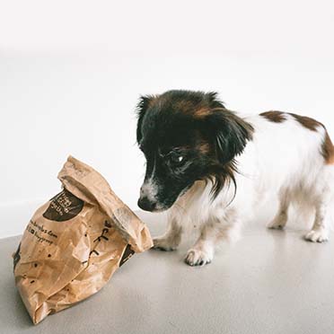 Concept duvoplus voeding & snacks hond - Sceneshot