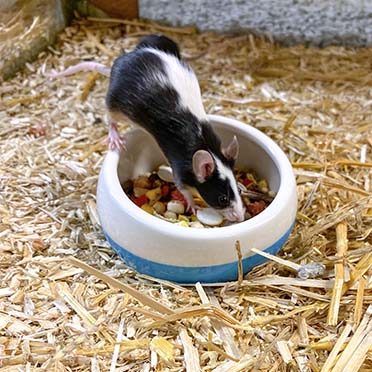 Smurfette feeding bowl white/blue - Sceneshot