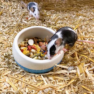 Smurfette feeding bowl white/blue - Sceneshot 2