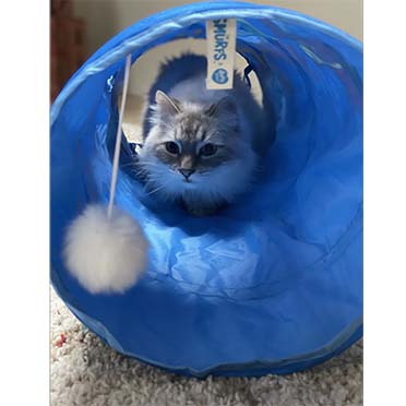 Jeptpack smurf cat tunnel blue - Sceneshot