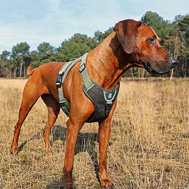 Ultimate fit no-pull harness classic undercover green - Sceneshot 2