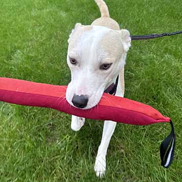 Jouet pour chien Trail Oxford Loop Stick orange - Sceneshot