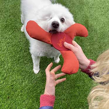 Trail Hundespielzeug  Oxford Paw Propeller orange - Sceneshot