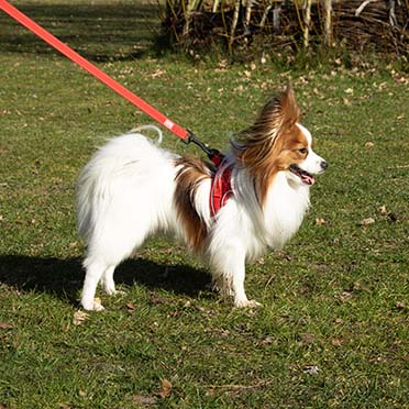 Ultimate fit perro pequeño arnés Rojo - Sceneshot