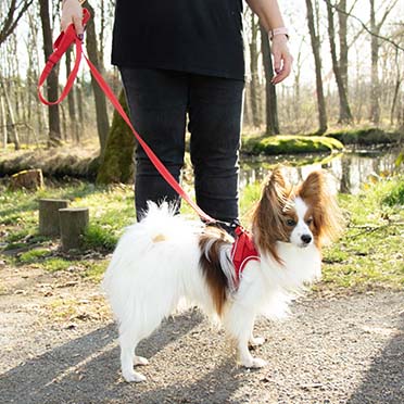 Ultimate fit petit chien laisse Rouge - Sceneshot